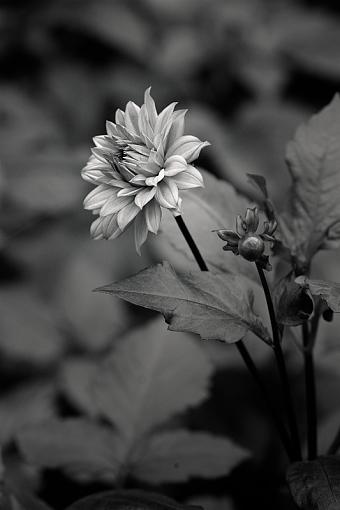 B &amp; W flower shot-b-w-flower-_8199.jpg