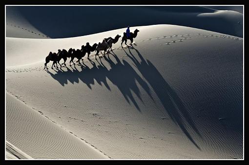 Shadows of camels-camelsshadow-2.jpg