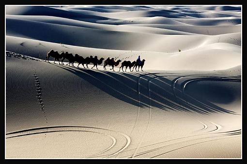 Shadows of camels-camelsshadow-3.jpg