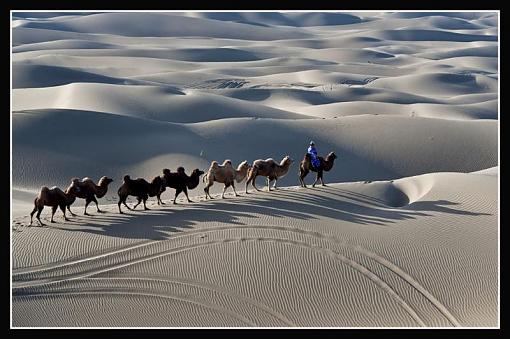 Shadows of camels-camelsshadow-4.jpg