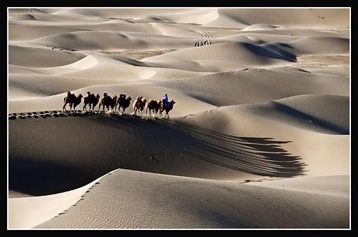 Shadows of camels-camelsshadow-5.jpg