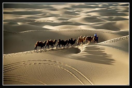 Shadows of camels-camelsshadowfb-8.jpg