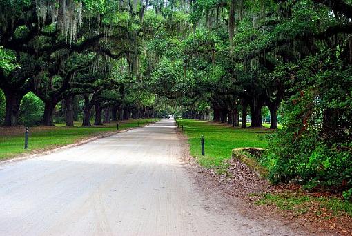 Live oak canopy-tree-canopy-0087-5x7-4x6.jpg