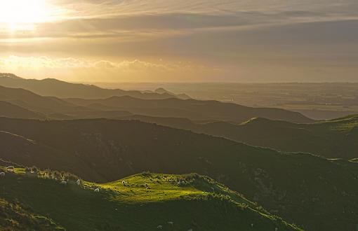 A wee bit more of NZ-sheeps.jpg