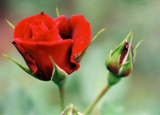 A Rose by any other name....-rose_crop_small.jpg