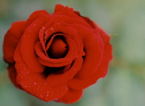 A Rose by any other name....-rosedew_crop_small.jpg