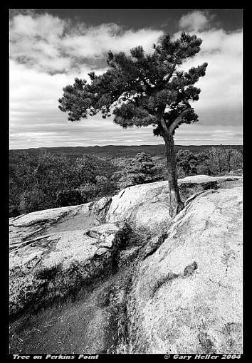 Small Tree on Perkins Point-treeonperkinspoint1004-120101xbwweb.jpg