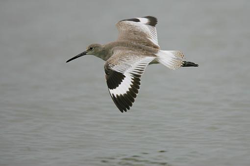 Willet-hl8j4817-web.jpg