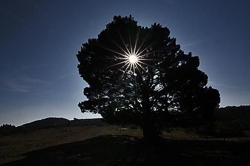 Tree Silhouette-6670231189_1f35b1984d_z.jpg