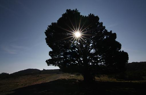 Tree Silhouette-tree_pic_minus_spots_and_lens_flare_brightened.jpg