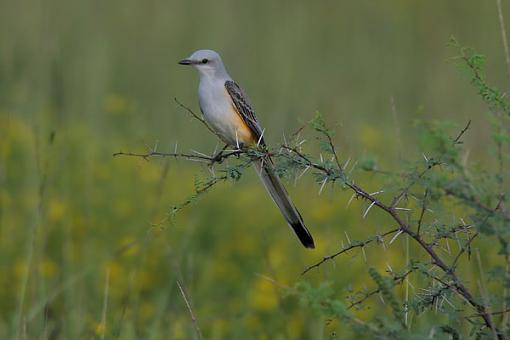 Scissor-tailed flycatcher #001-stflycatcher1.jpg