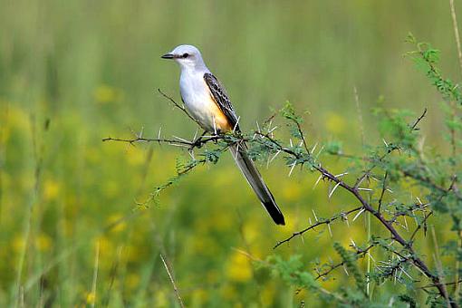 Scissor-tailed flycatcher #001-stflycatcher1-22.jpg