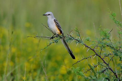 Scissor-tailed flycatcher #001-img_0001-web.jpg