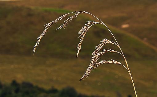 Along Sandon Road-grass2.jpg