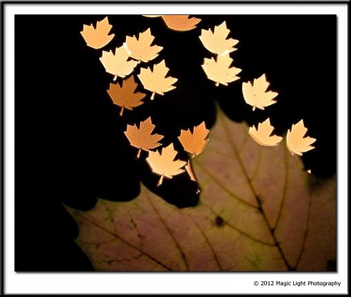 Maple Leaf Bokeh-bokeh.jpg