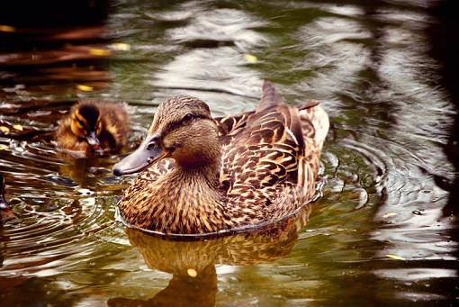 Momma Duck-duck-osp-actions-used.jpg