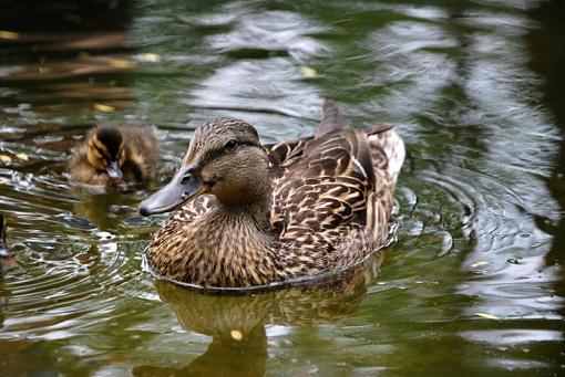 Momma Duck-dsc_0062.jpg