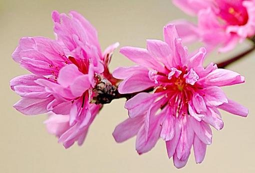 Pink flower-pinkflower.jpg