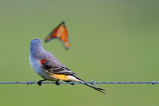 Butterfly breakfast?-img_0046-web.jpg