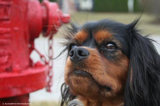 Tucker - Dog-photography-039a.jpg