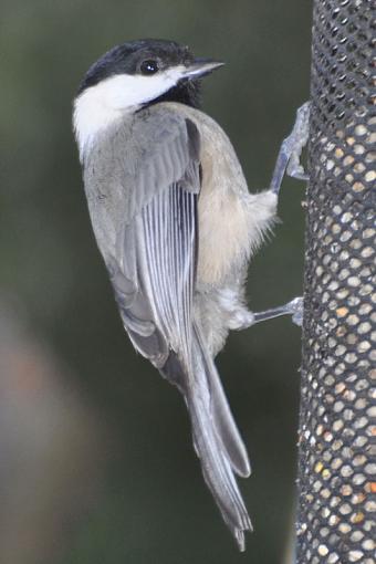 Post-processing feedback-chickadee-no-pp_edited-2.jpg