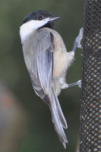 Post-processing feedback-chickadee-pp_edited-2.jpg