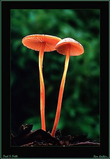 Twisted Sisters....( fungi)-twisted-sisters...jpg