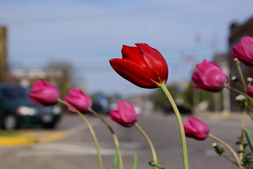 Middle of the road-dsc08825.jpg