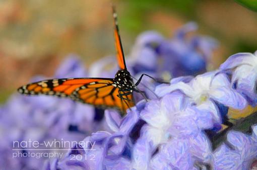 mixing photos &amp; &quot;art&quot; (a butterfly pic)-untitled-1-1-4.jpg