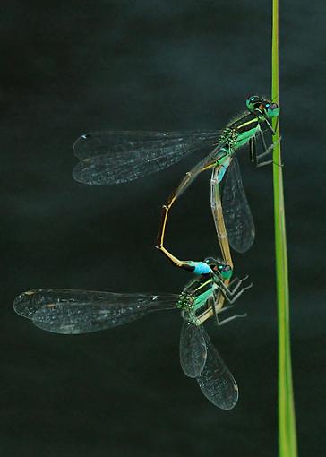 Bugs in Love-dsc_1237_filteredab.jpg