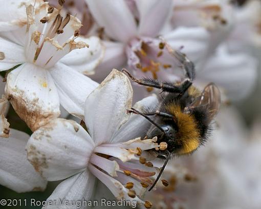 Bombus Hortorum-_mg_2201-edit.jpg