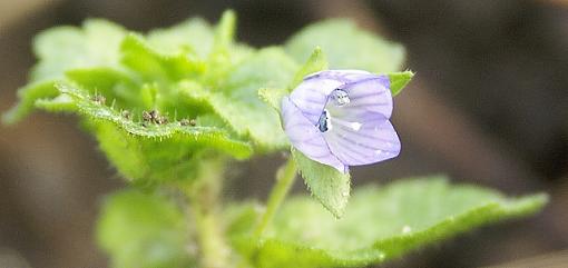 a small blue thing-scpict6401.jpg