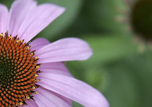 Cone Flower-gn7f0677c.jpg