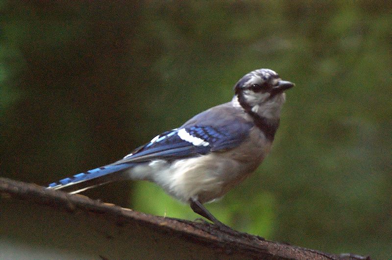 [Image: 88985d1343859856-photos-rainy-day-blujay3sm.jpg]