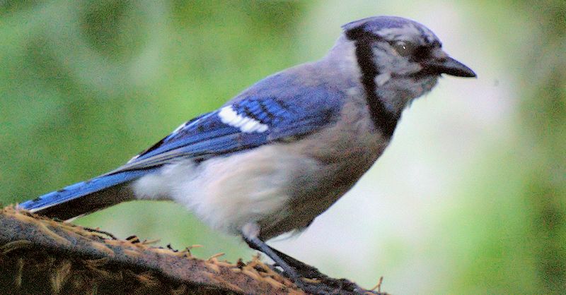 [Image: 88986d1343859856-photos-rainy-day-blujay2sm.jpg]