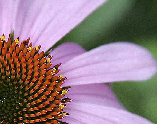 Cone Flower-gn7f0677c.jpg