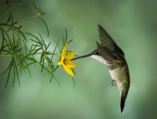 Hummingbird-_dsc1102-unsharpened-vignette.jpg