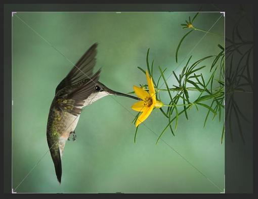 Hummingbird-bird-1.jpg