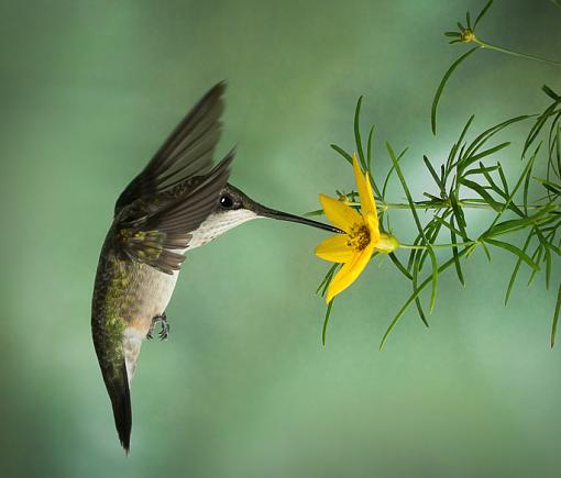 Hummingbird-bird-1a.jpg