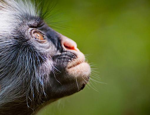 Red Colobus Monkey-dsc_0098_0922010-08-22.jpg