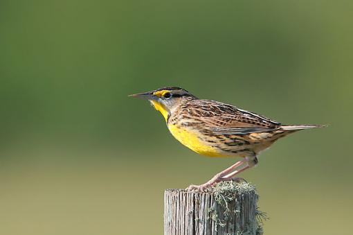 Western Meadow Lark-westernmeadowlark.jpg