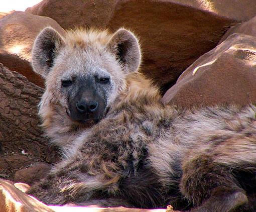 The Wilddog ( protected animal )-sleeping.jpg