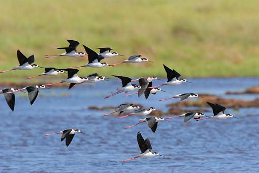 23 stilts-blackneckedstilts.jpg