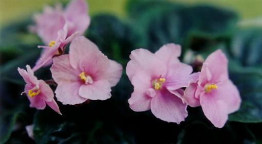 African Violets-pink-line_crop.jpg