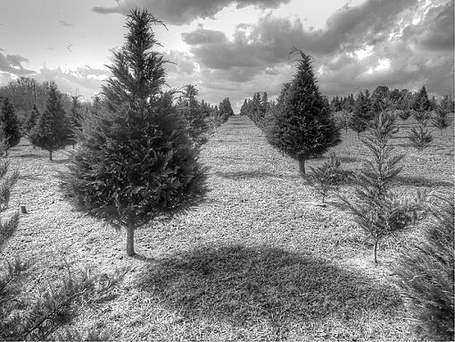 Christmas Tree Farm-cristmas-tree-farm.jpg