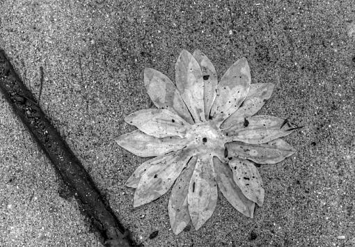 B/W Wet Flower-b_w-wet-flower.jpg