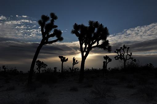 Just Me and the Trees-dsc_4010_12_merge_1200.jpg