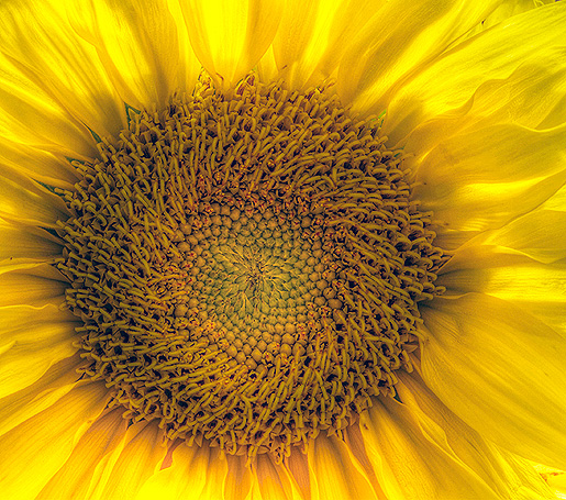 Albums 101+ Pictures sunflower with eye in the middle Full HD, 2k, 4k