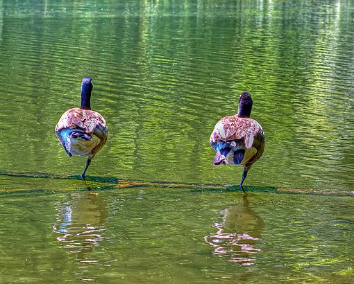 2 Geese, 2 Legs Up-2-geese-2-legs-up.jpg