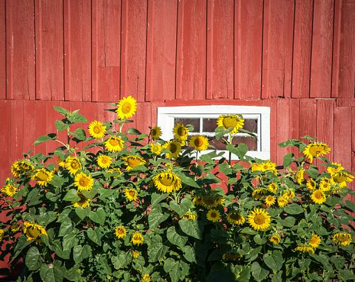 Sunflowers-sunflowers-1.jpg